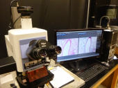 Nikon Eclipse 800 Microscope equipped with an Olympus DP26 camera